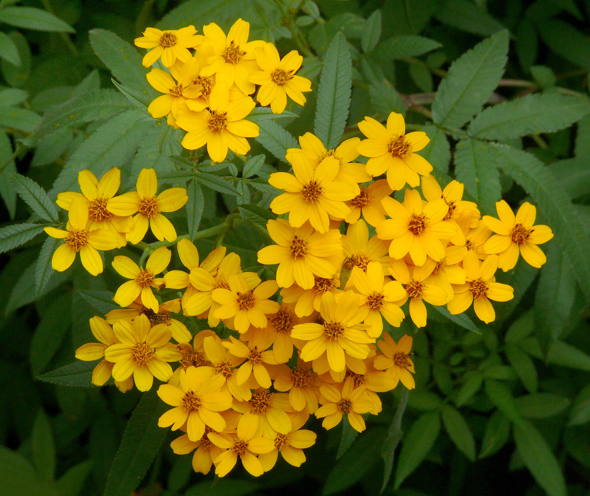 Tagetes nelsonii
